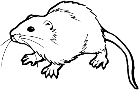 Brown rat coloring book
